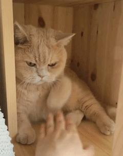 强撸猫灰飞烟灭,让猫咪上头的撸法