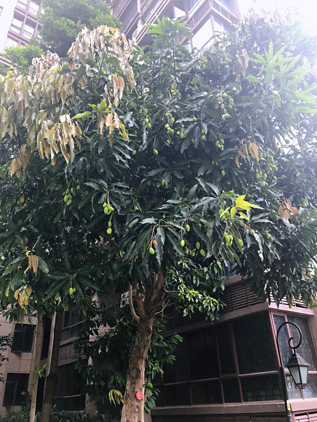 盘点史上最全中国各城市市花,中国各个地方的市花