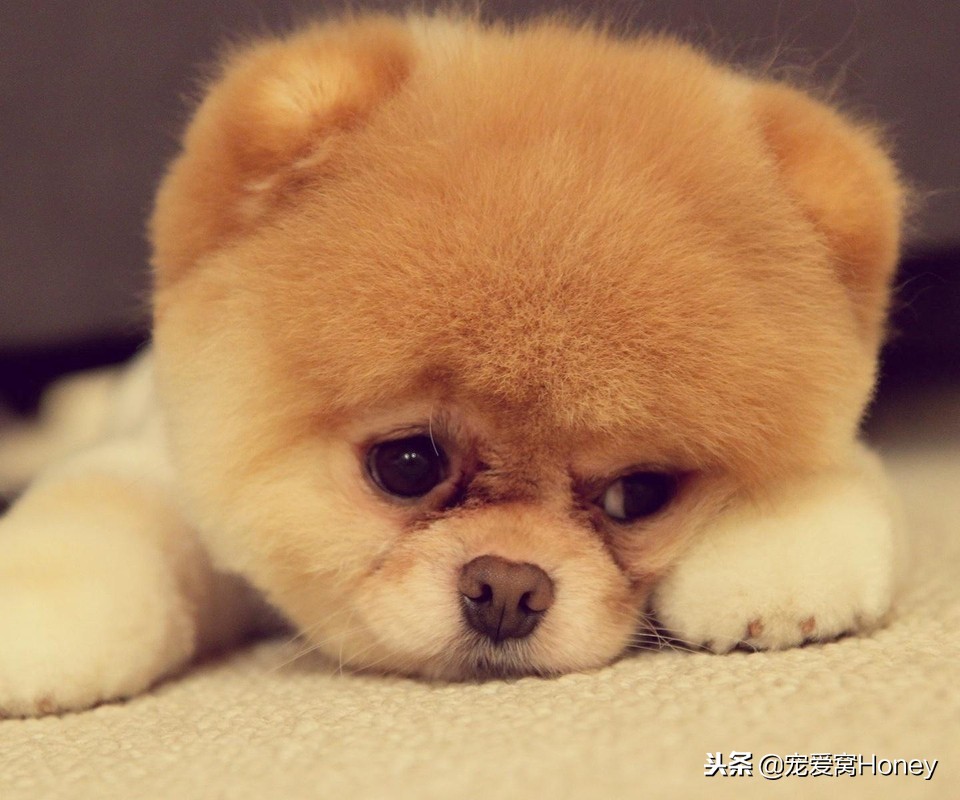 狗狗腹泻的4个预防方法是什么,狗狗腹泻便不成形状