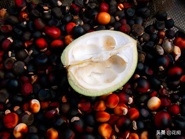 哪里种文冠果最好,文冠果怎么种