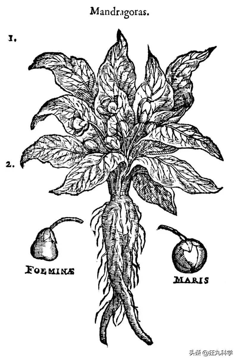 世上最毒的花园,最毒的花园有多可怕
