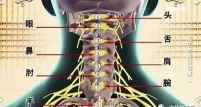 身体各部位的寿命对照表,身体各部位寿命对照表
