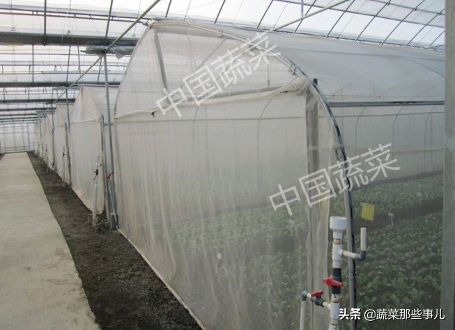 喷洒蔬菜害虫用什么农药,夏季叶菜常发生的虫害