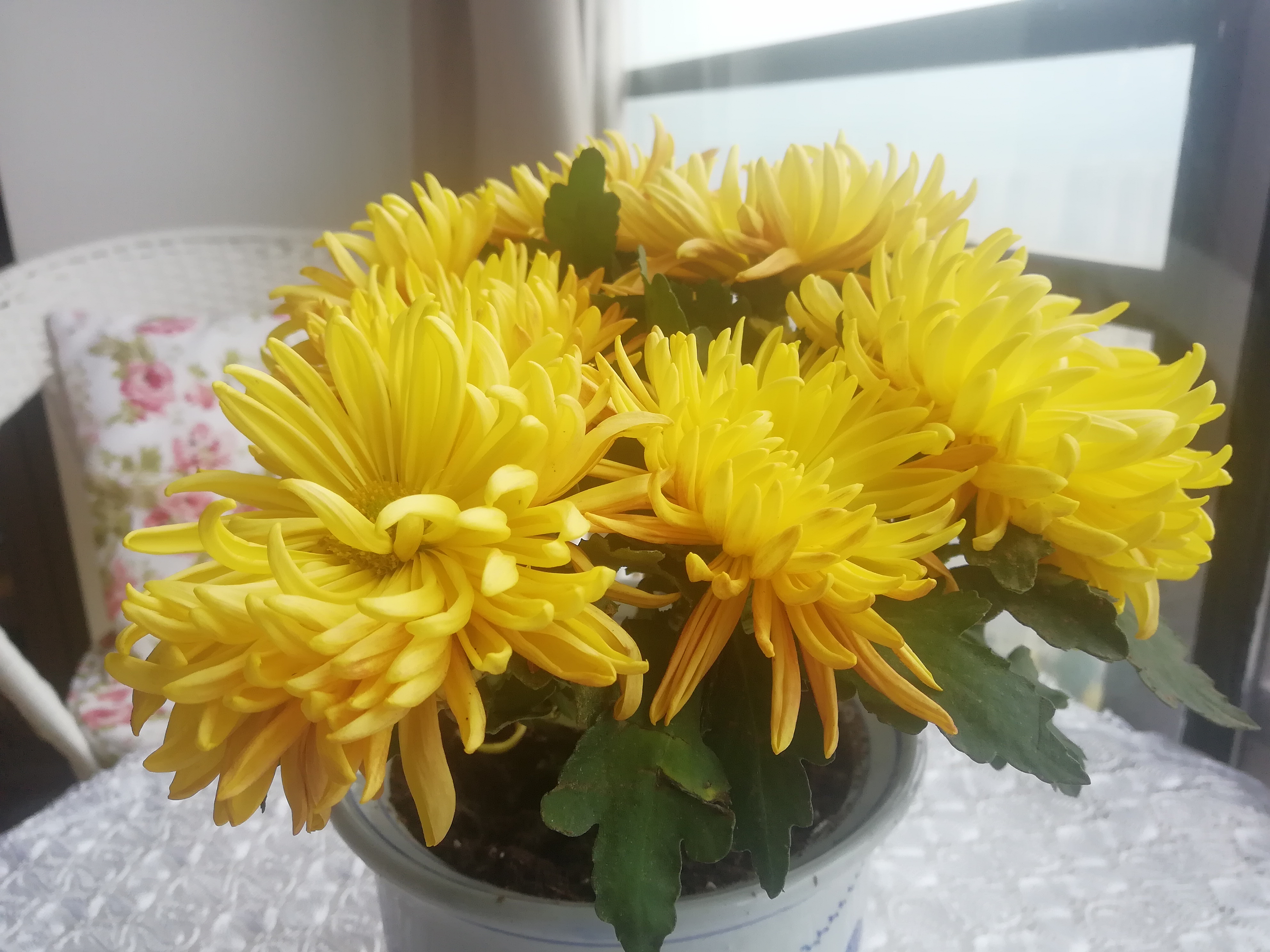 菊花败了剪掉以后怎么养护,年后开完花的菊花怎么养护