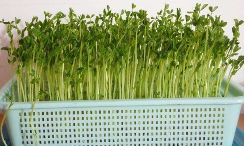 十几平露天阳台种菜怎么砌菜园,阳台怎么布置菜园