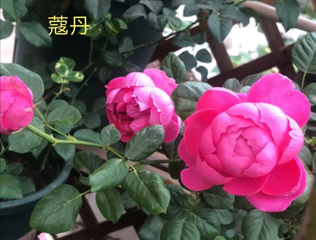 适合做切花的月季品种,十大公认最好切花月季