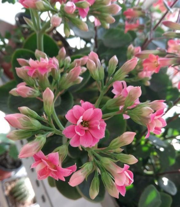 养花土如何配置天然土,怎样配制家庭养花最好的营养土