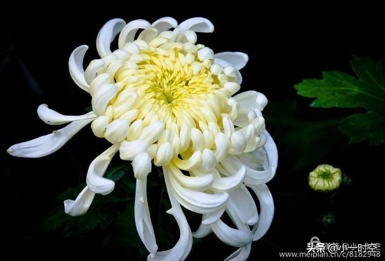 重阳节菊花诗词赏析,重阳节咏菊花的诗句