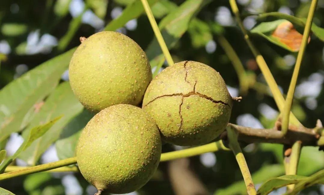 爬20米高用竹竿打下的这口“老树鲜核桃”，脆嫩鲜甜，别处买不到