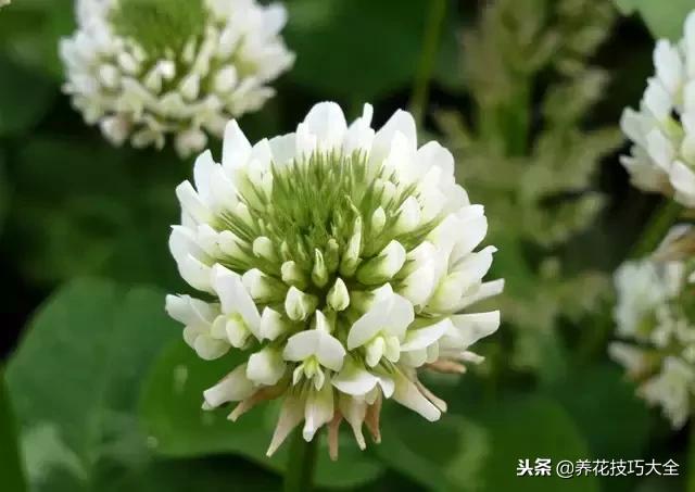 常见小区绿化100种植物图片,常见的水生植物有哪些种