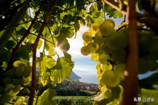 瑞士人竟然这么爱喝，拥有是世界遗产的葡萄园，作业还在靠手工