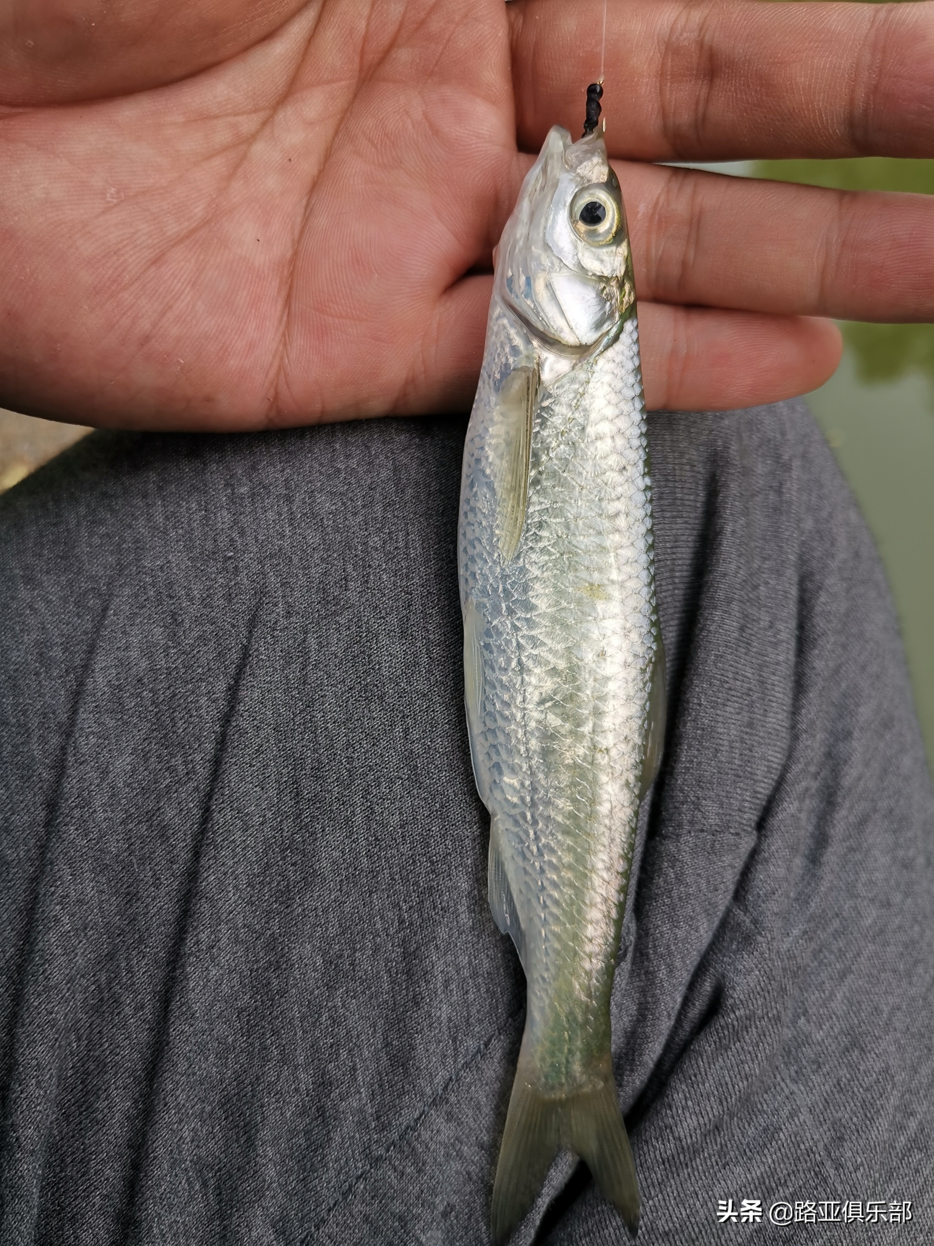 瓜子亮片加飞蝇如何钓白条,路亚瓜子亮片实战操作
