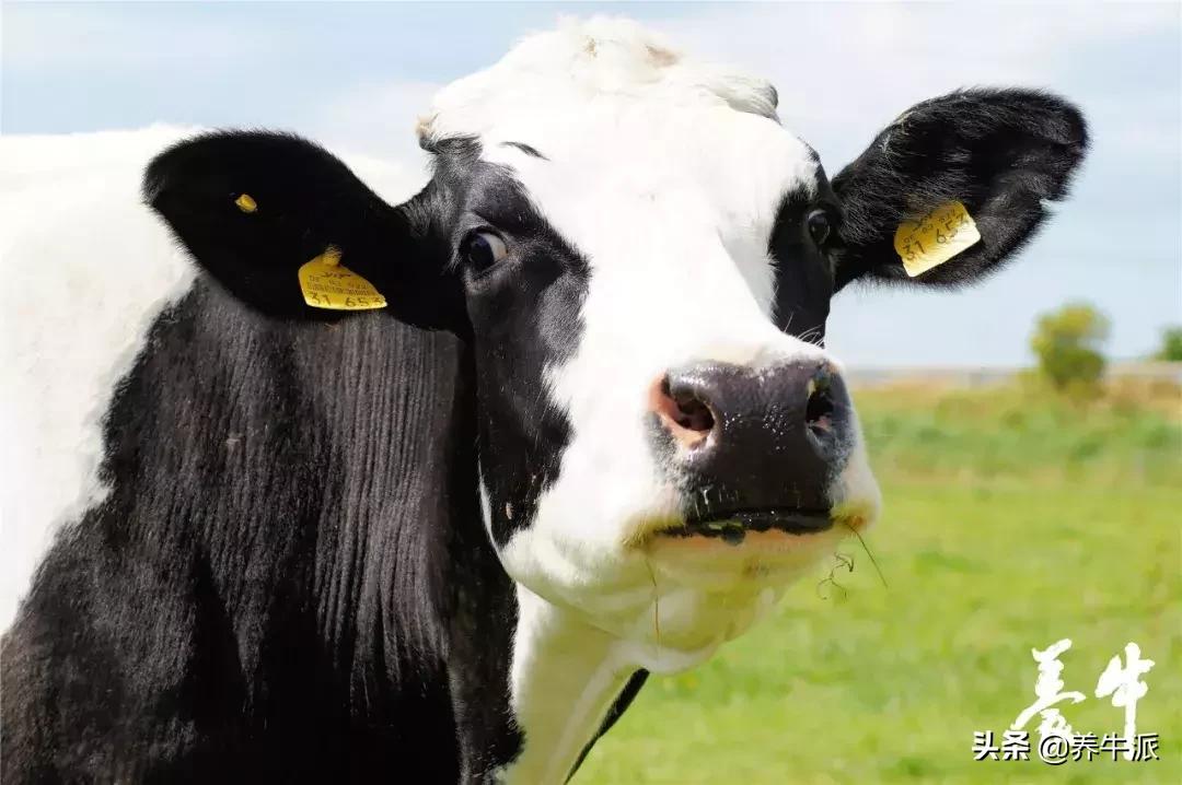 疾病猛如虎下一句,奶牛疾病防治的现状及分析