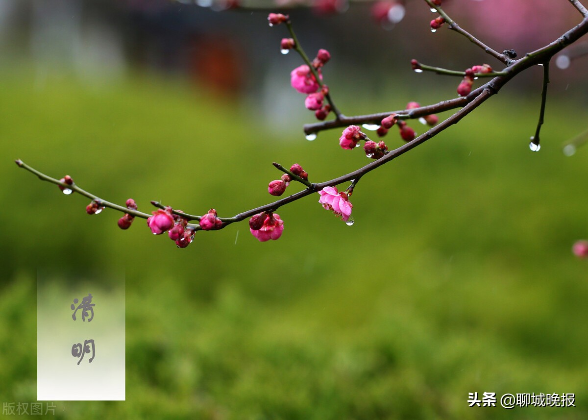 清明公交扫墓专线开通海口,聊城公交免费时间最新通知