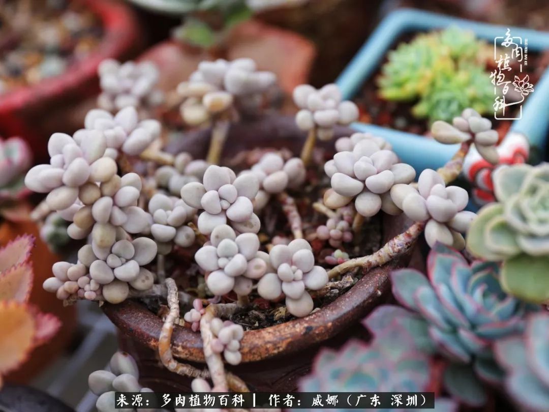 笼子里的多肉,露养的多肉和室内的多肉区别