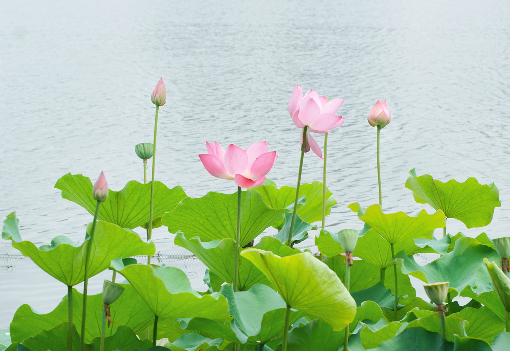 尼康2021年新相机,尼康2021年新相机及镜头展望