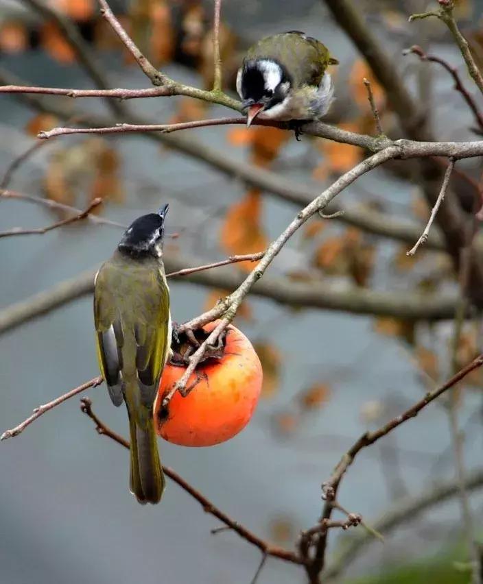 柿子熟了美文赏析,柿子熟了美图100张