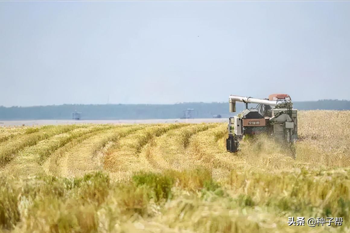 大麦高产栽培技术有哪些,冬天小麦有什么好处和坏处