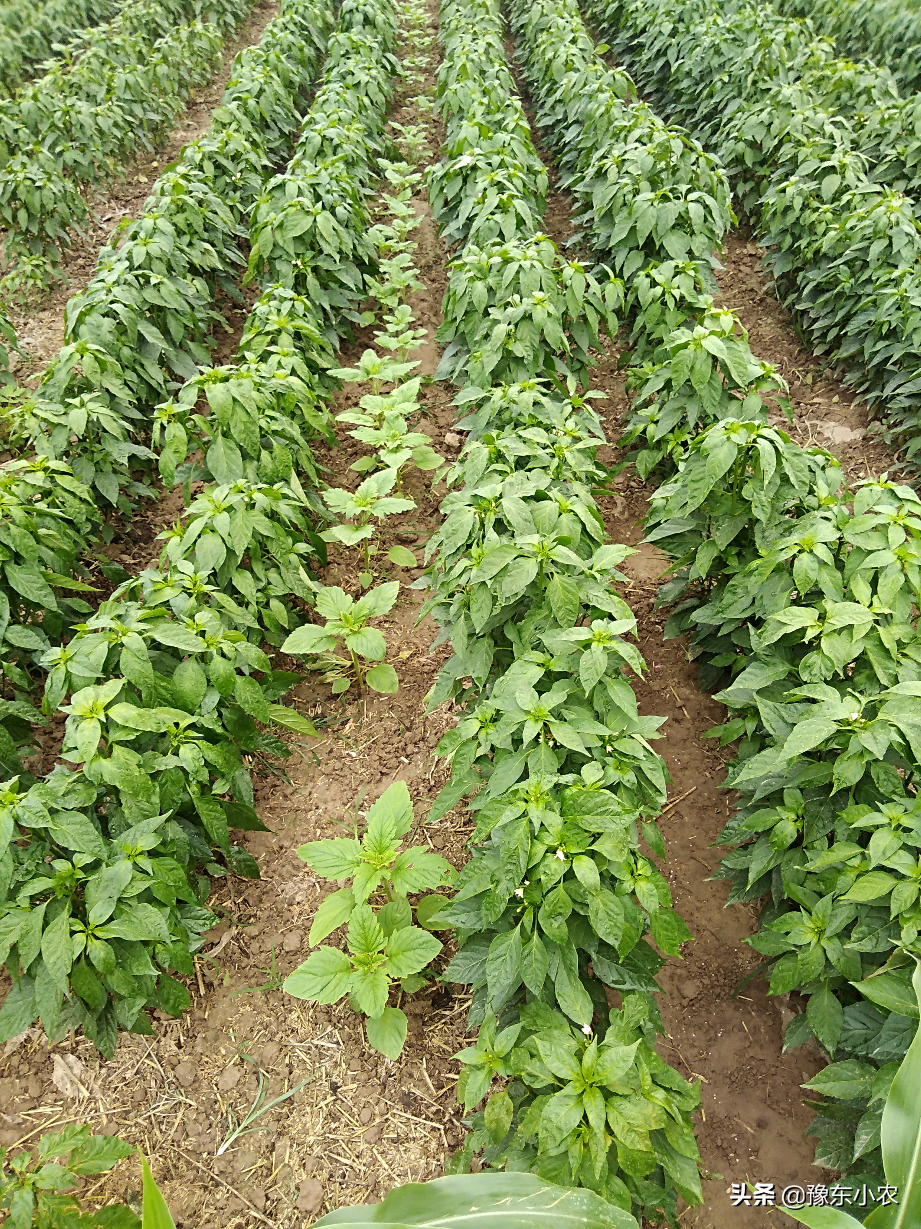 辣椒农药防止烂根烂果,辣椒产生激素药害怎么补救