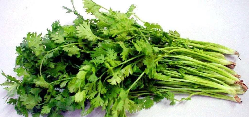 香菜可以治疗癫痫吗,香菜治疗癫痫病效果