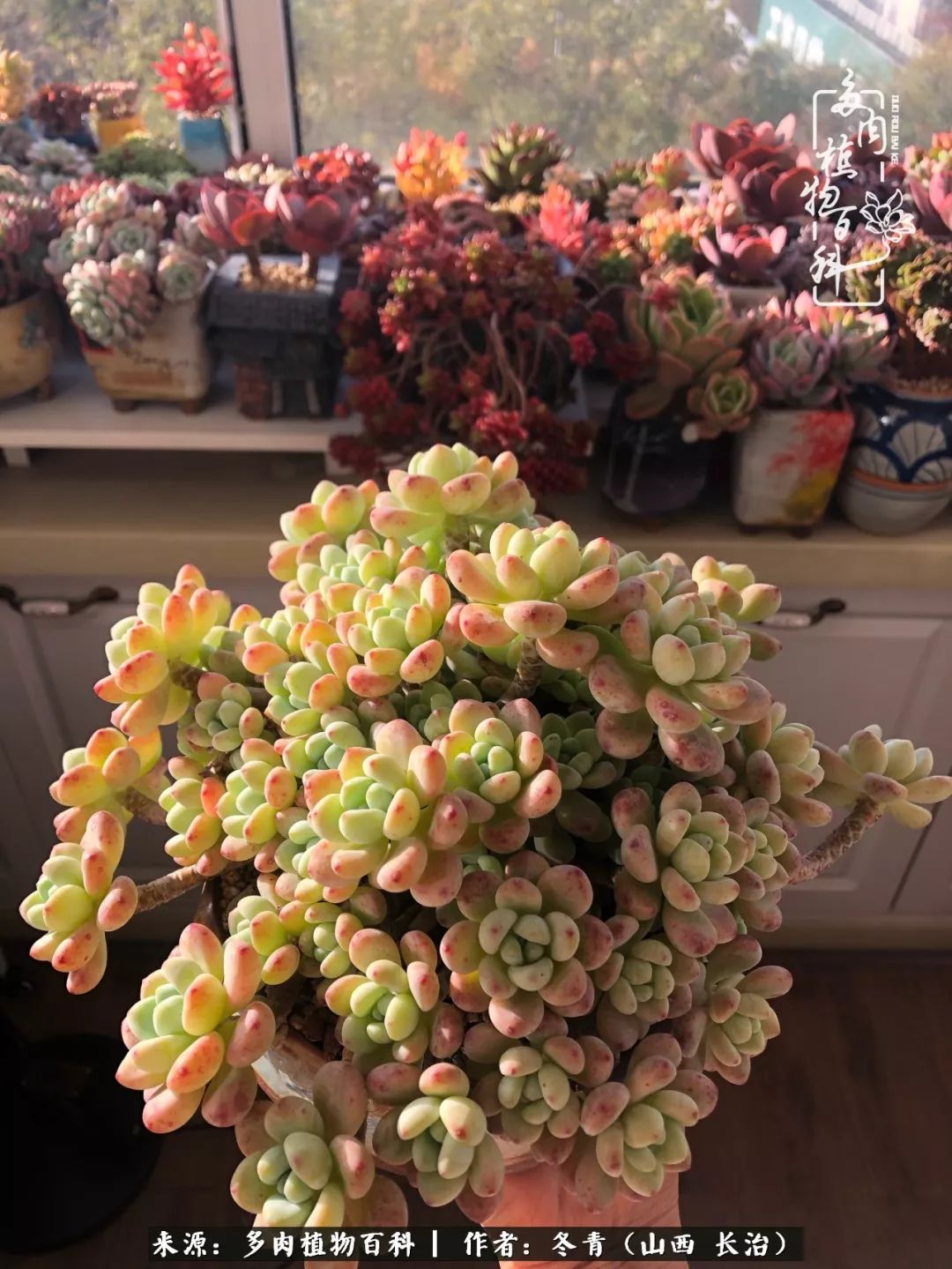 新手养的多肉怎么管理好看,阳台养多肉正确方法