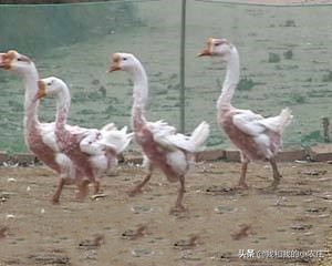 掌握种鹅养殖的4种方法，控制母鹅产蛋的整齐度，实现效益最大化