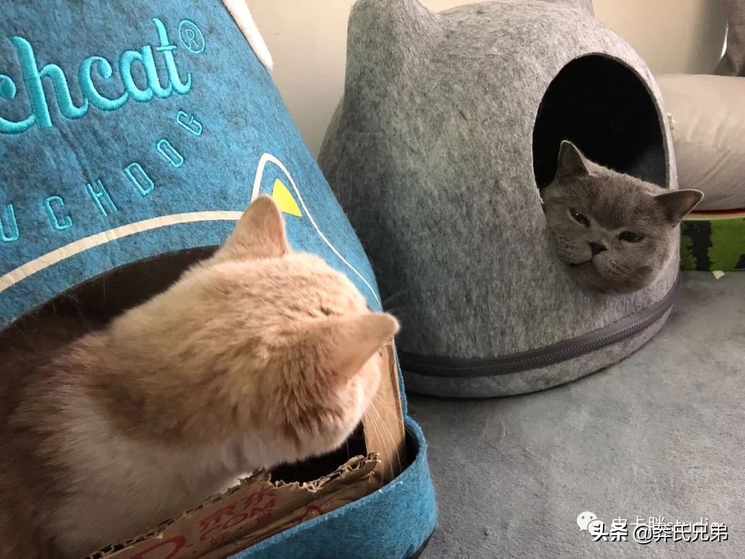 可爱小奶猫刚生出成长日记,一只小奶猫的成长过程