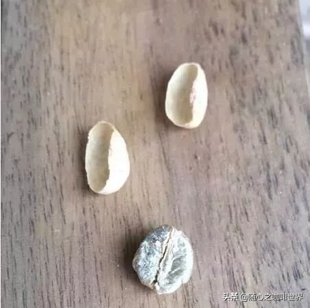 咖啡从采摘到制作过程视频,咖啡采摘加工过程