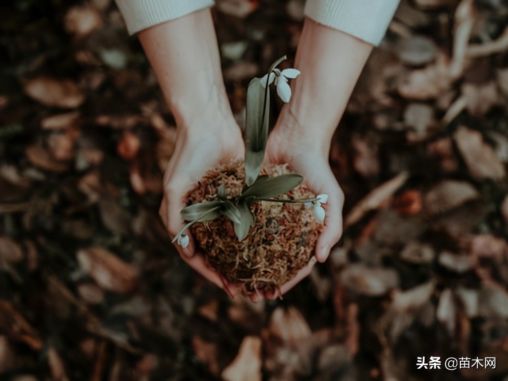 今年价格上涨的苗木,苗木人必看的苗木行情