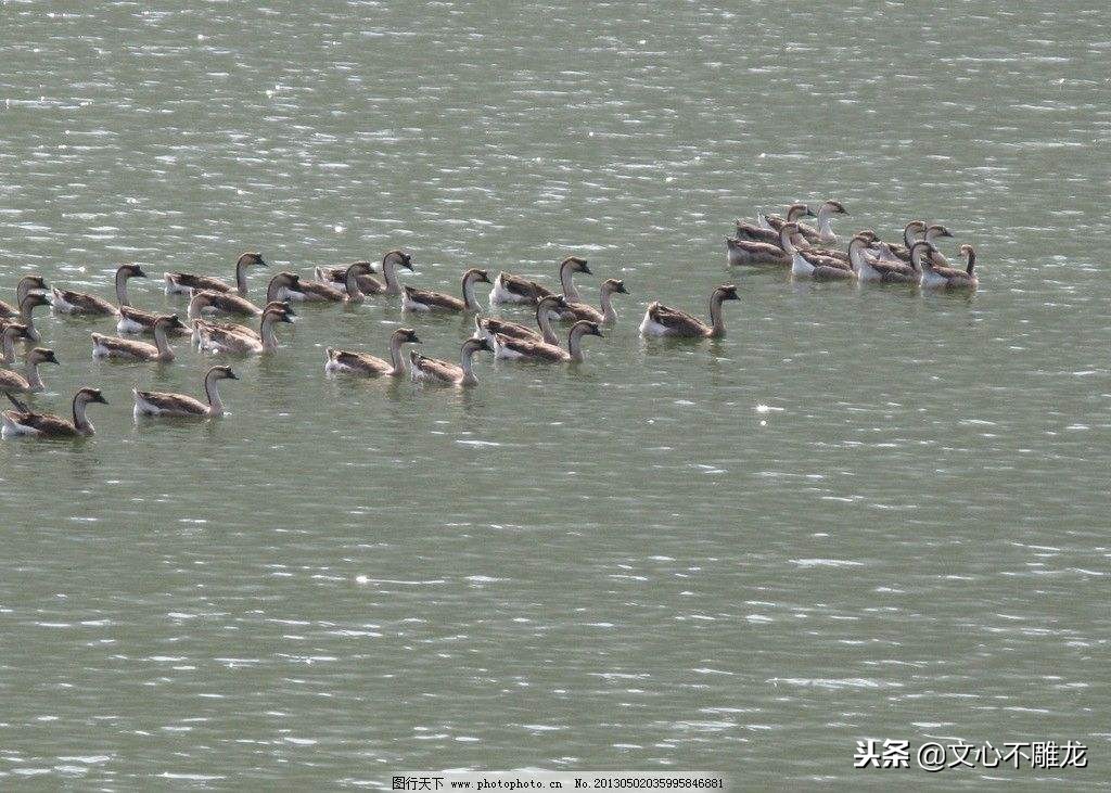 浙江菜笋干老鸭汤,好吃的笋干老鸭煲