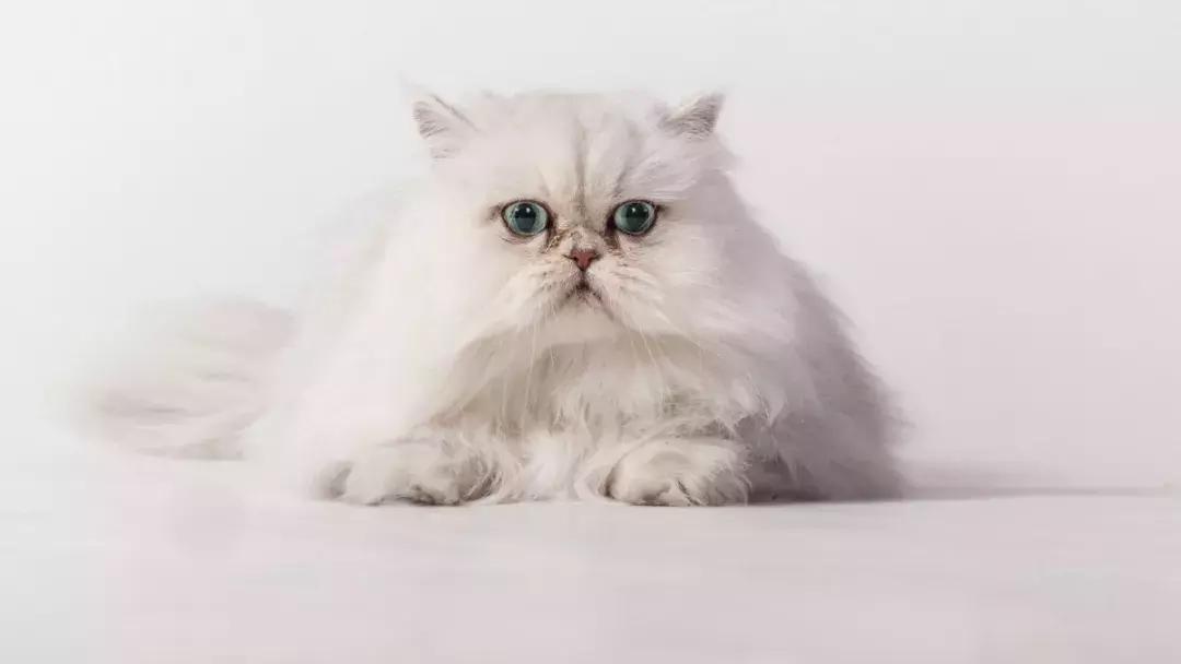 猫咪怀孕有什么症状表现,猫咪怀孕了怎么照顾它