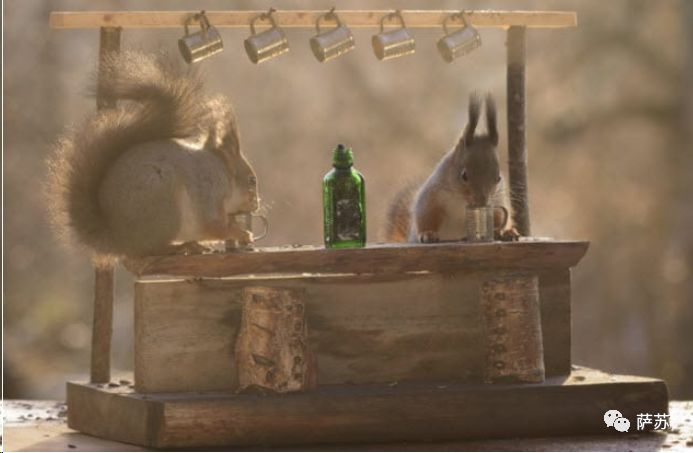 动物买起醉来多疯狂？加拿大松鼠嗜酒如命，山雀也要分一杯“羹”