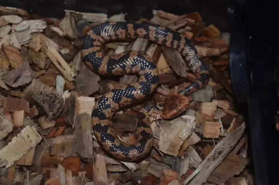 如何让观赏蛇类在人工环境下住得幸福