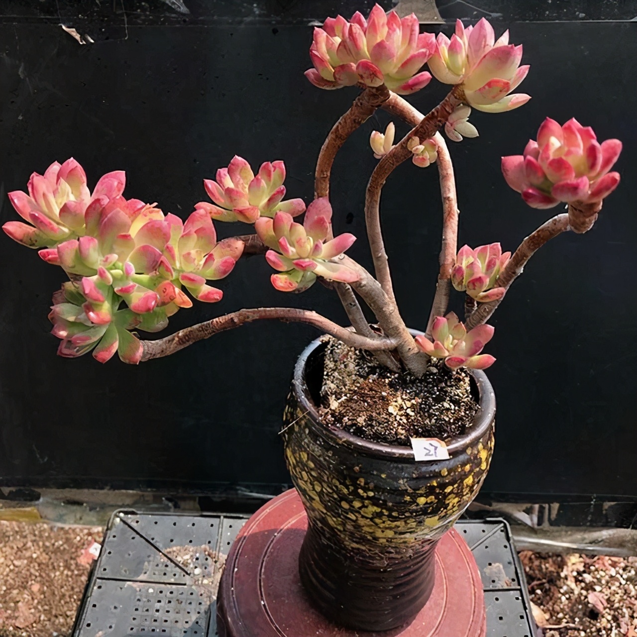 5种好看的多肉,多肉植物超好看白色