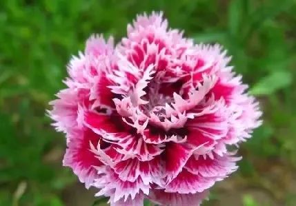 盘点世界各国国花中国国花,各国国花的图片大全