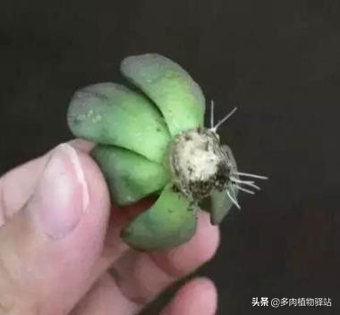 多肉的根腐黑怎么处理,多肉腐黑了要拔根吗