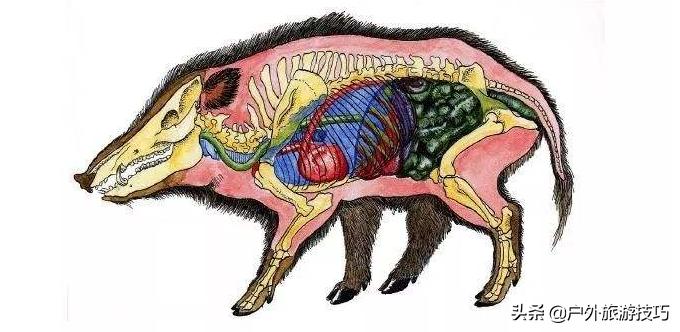 美国猎人捕猎野猪视频,国外狩猎的野猪怎么处置