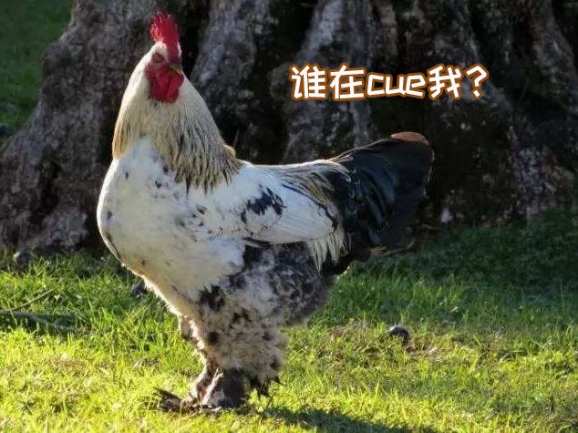 奇葩养宠物,可以合法饲养的奇葩宠物