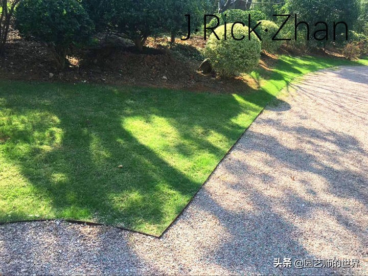 适合北方庭院种植的低矮草坪,家庭庭院怎样混搭种植草坪和蔬菜