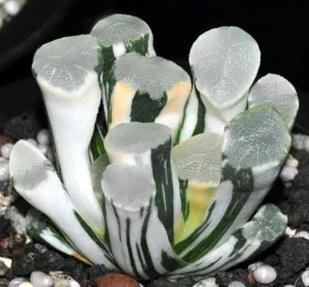 世界十大罕见花卉,世界名贵花卉高清大图