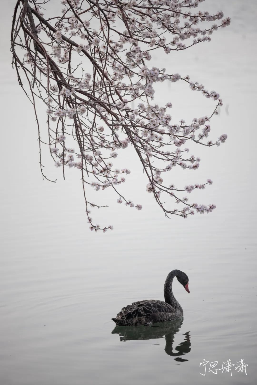佳能rf70-200mmf4镜头价格,轻巧大光圈长焦佳能rf70-200mmf2