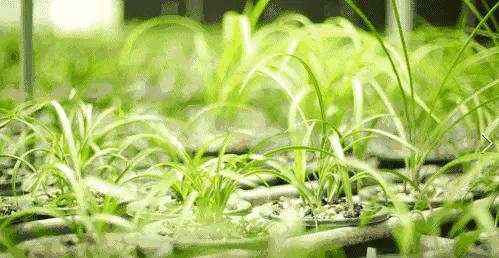 十月份兰花管理措施,兰花发新芽怎么养护