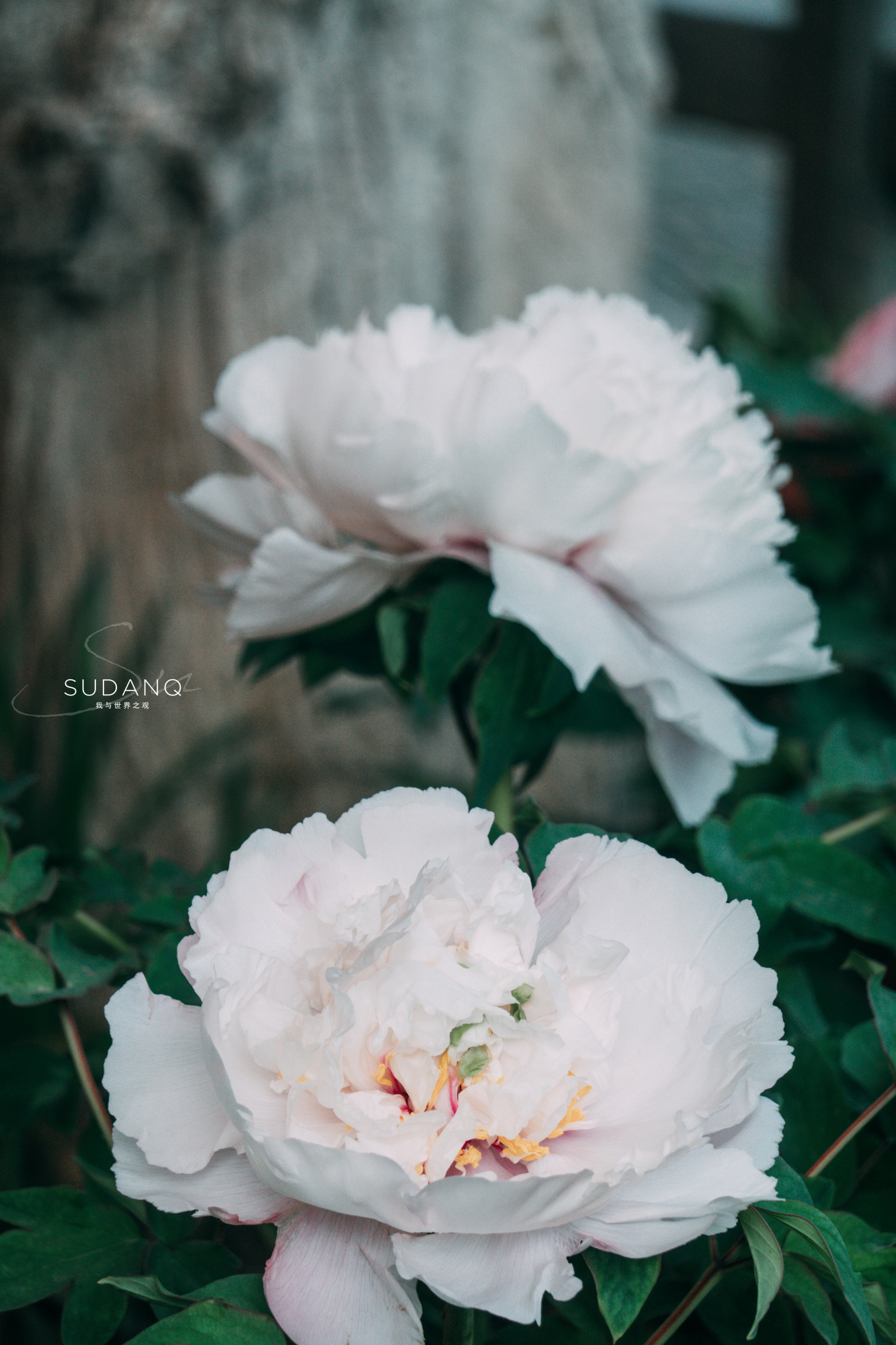洛阳牡丹甲天下还有吗,洛阳牡丹甲天下的美景