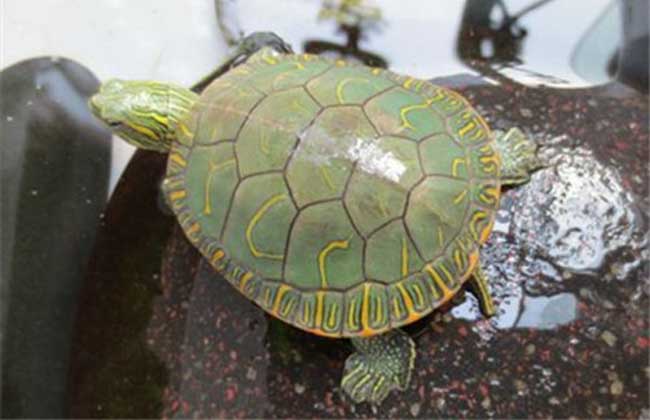 乌龟详细科普,常见乌龟的种类图画