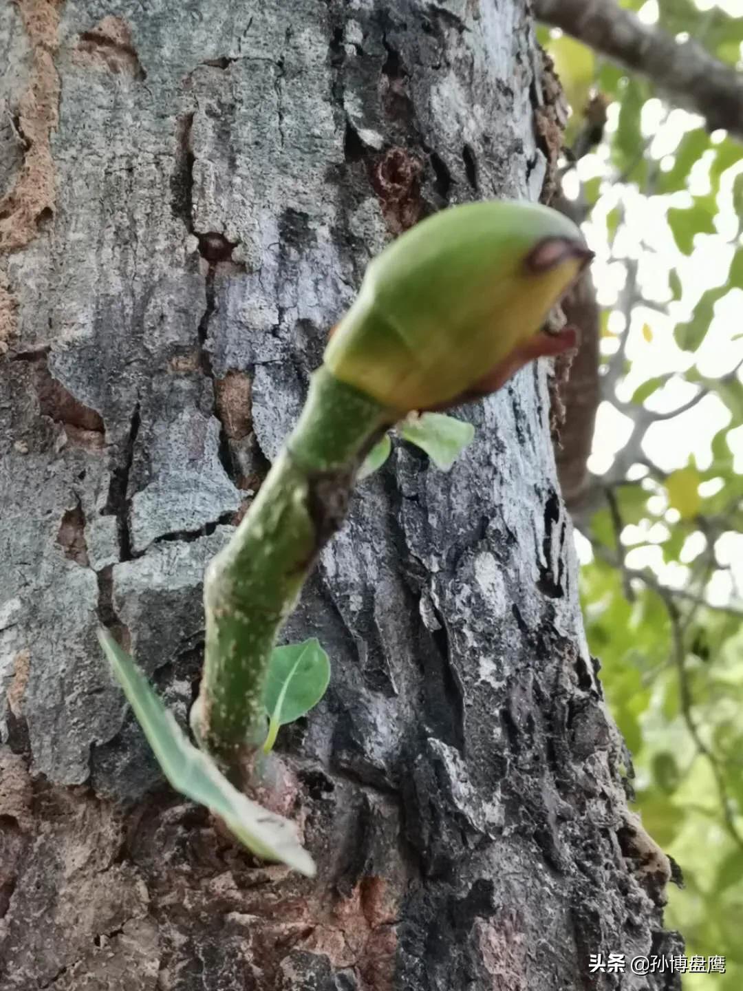 菠萝蜜种子发芽生长过程,热带水果菠萝蜜视频
