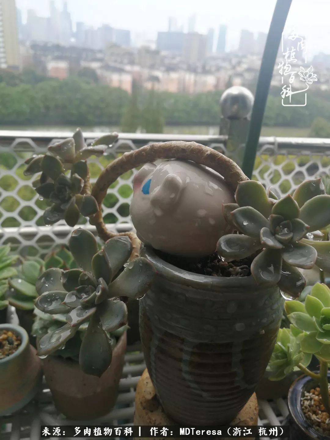 养好能养好的才是王道！期待多肉们的华丽转身