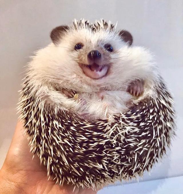 主人给猫咪带来了一只刺猬，猫咪没有抗拒，还喜欢用脑袋往刺上蹭