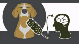 孩子被狗咬如何处置,孩子被狗咬的科普常识