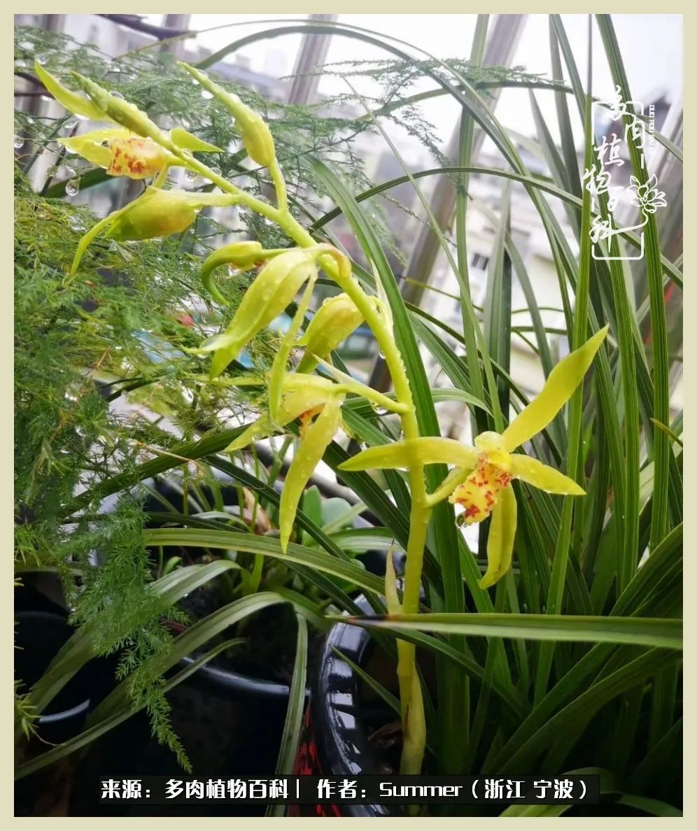 多肉小白新手入门,多肉新手上路请多指教