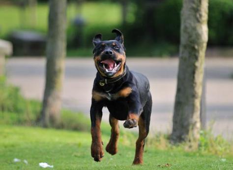 老年犬的日常保健视频,老年犬的饲养管理文章